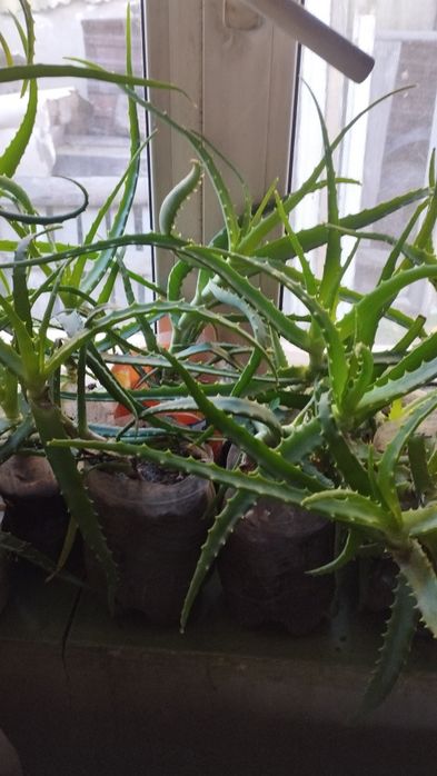 Продам алоэ двухлетнее по 1000 тенге