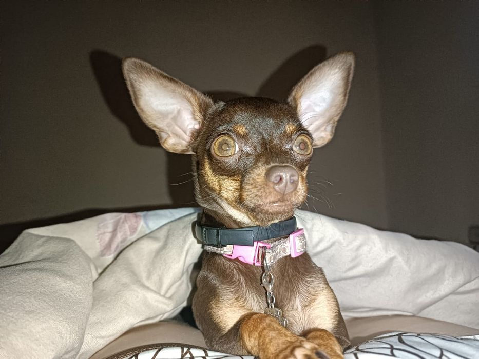 вязка  той терьера