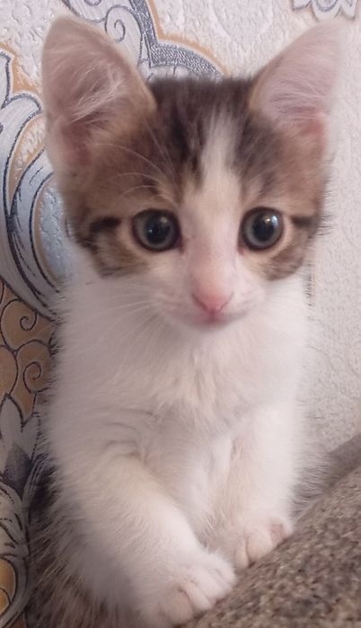 Кошечка бесплатно