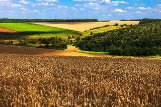 ниви в Северозападна България