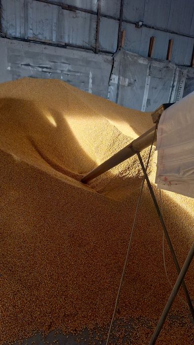 PORUMB RECOLTA 2025 Ofer transport gratuit la domiciliu clientului