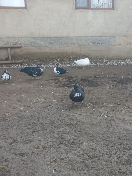 Продается индоутки самка,самец