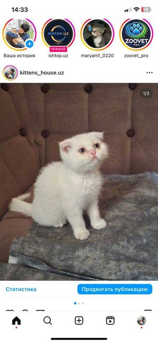 Продаём котёнка, шотландский скочт фолд