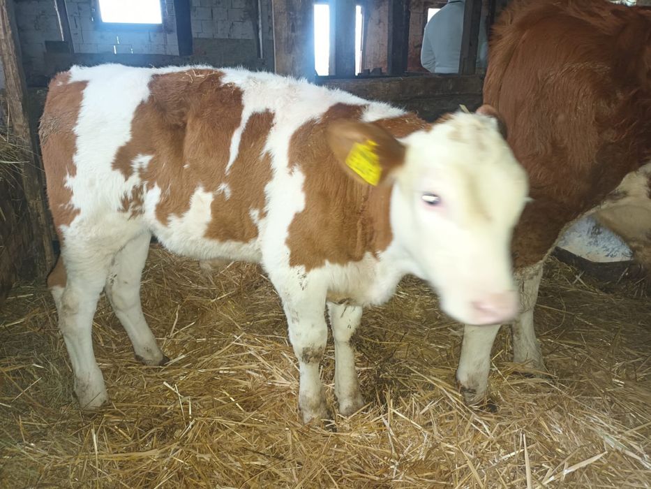 Vand 2 taurasi baltati