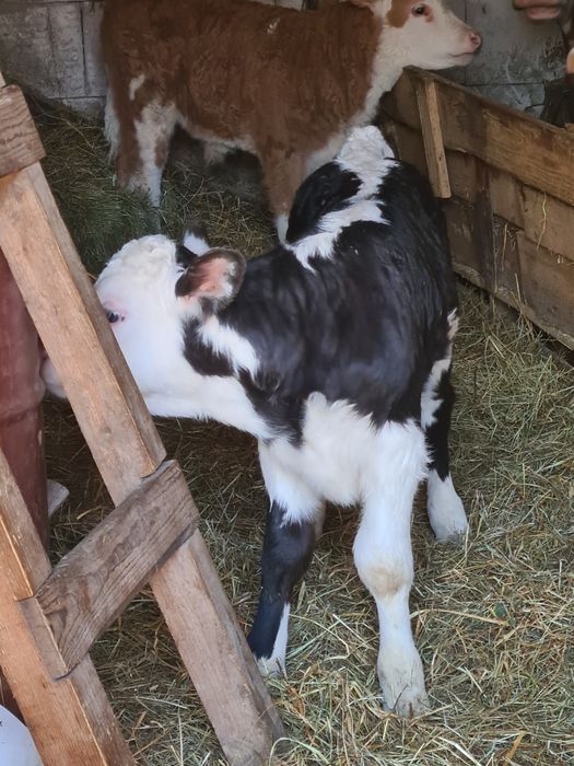 Vitica angus 2 saptamhni suge la biberon și un tauras belgian