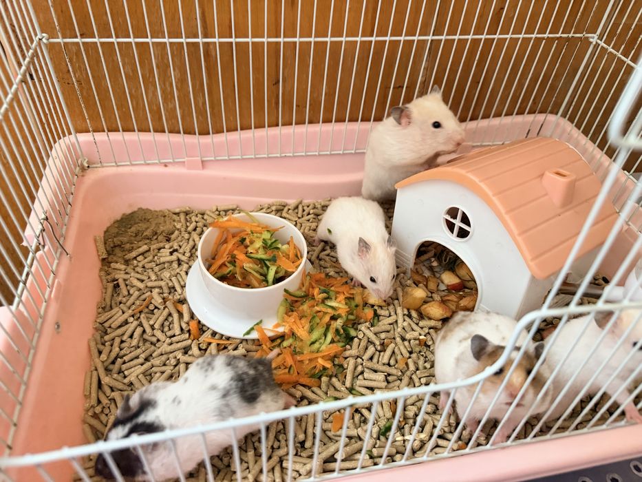 Сирийские хомяки .