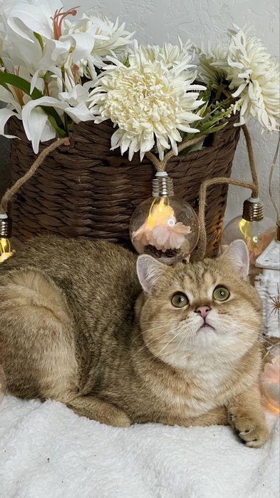 Бритагский мальчик NY24