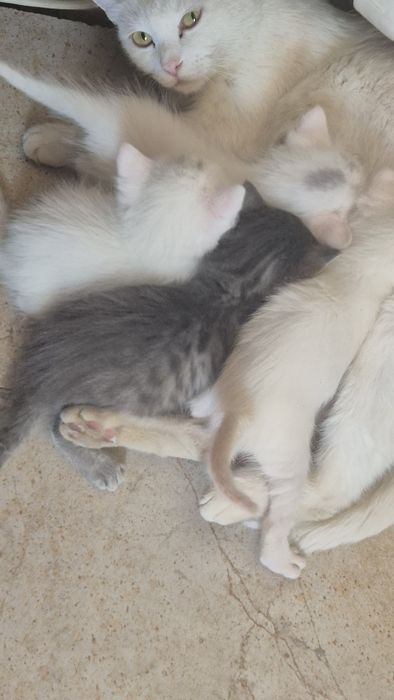 Котята бесплатно