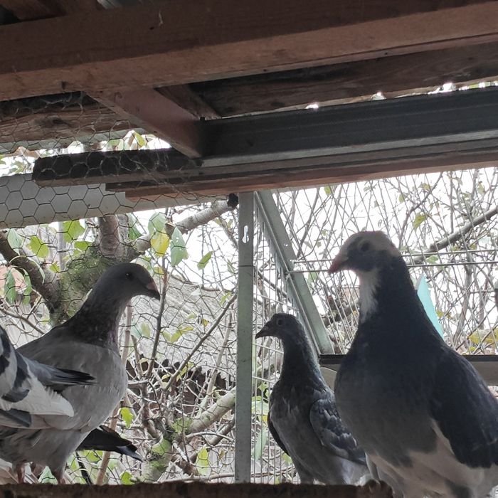 Vând porumbei înfoiați și standard