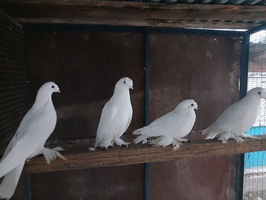 Продам голубей таклы