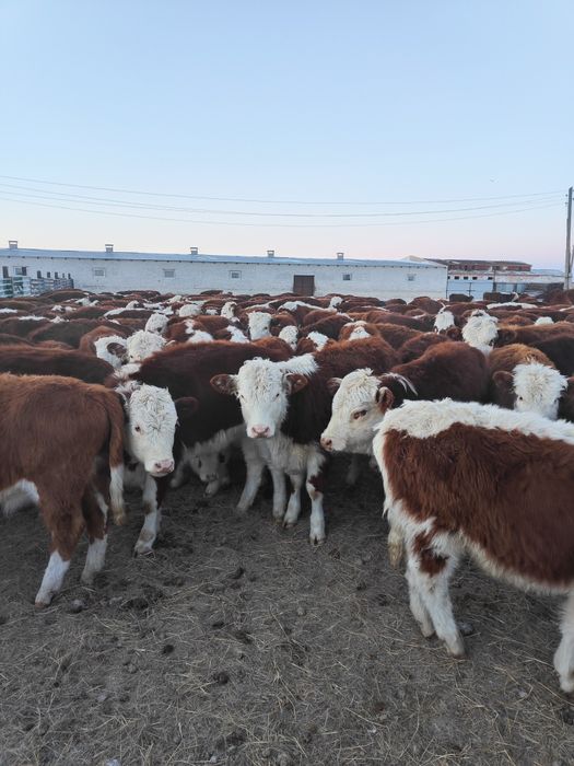 Ұрғашы подсостар сатылады.