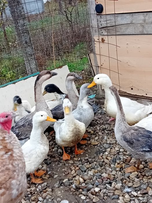 Rata peking . De vanzare