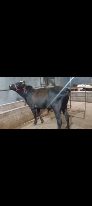 Buqa 2 yosh sotiladi