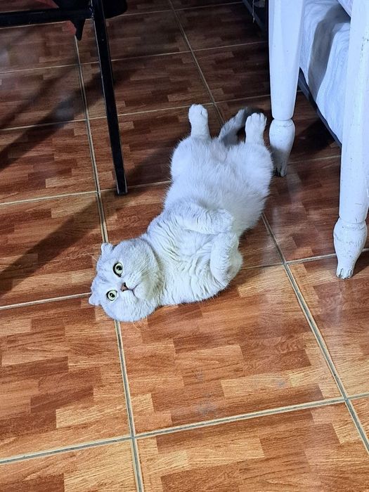 Кот породистый вислоухий