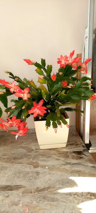 Декабрист (шлюмбергера)