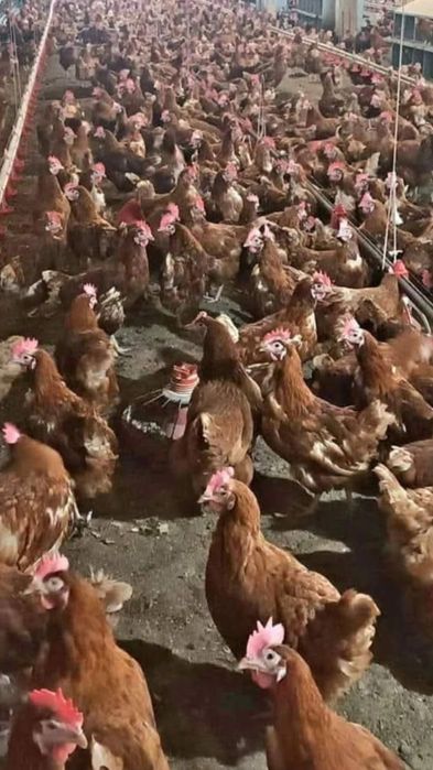 Vând găini outoare