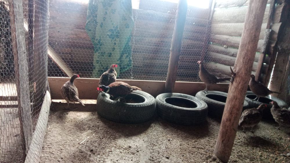 Fazani de vînzare 180 lei buc.