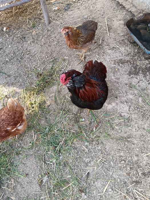 Vând găină și cocoș rasa Arauncana