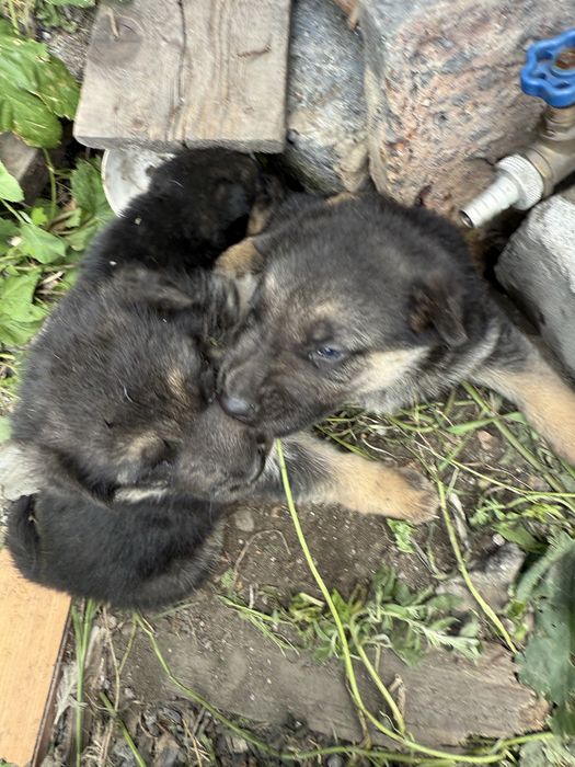 Продам щенков овчарки