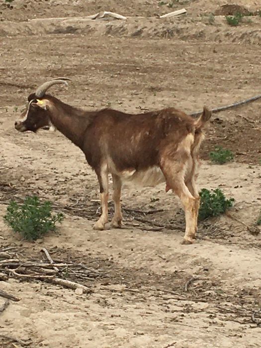 Ешкі сатылады. 100000 т