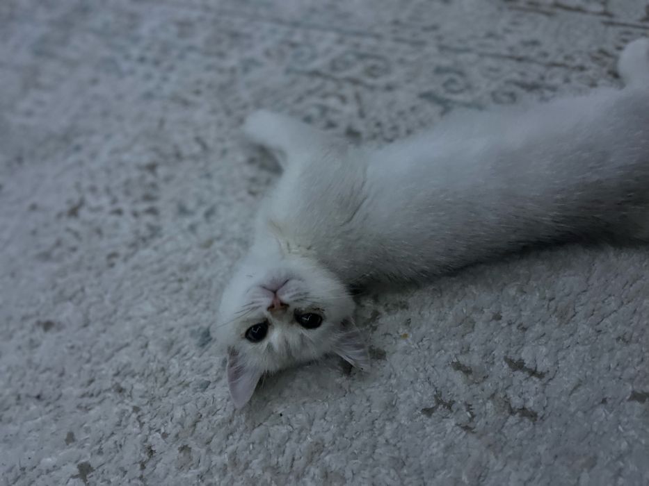 вязка кот шиншила