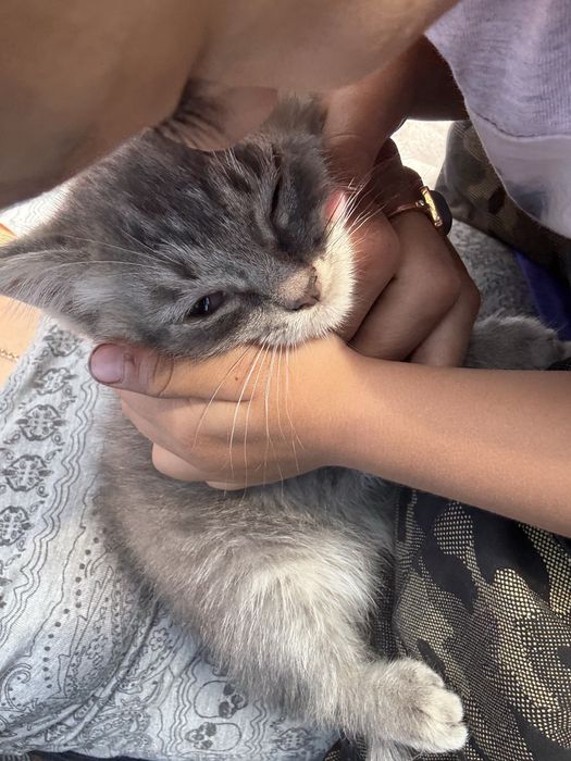 Котята домашние бесплатно