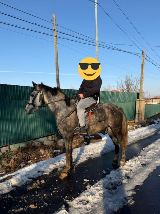 Продается жеребец