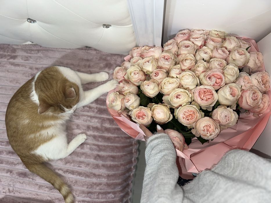 Отдам кота в хорошие руки