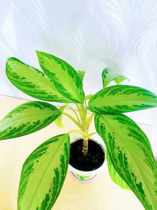 Продам комнатные цветы