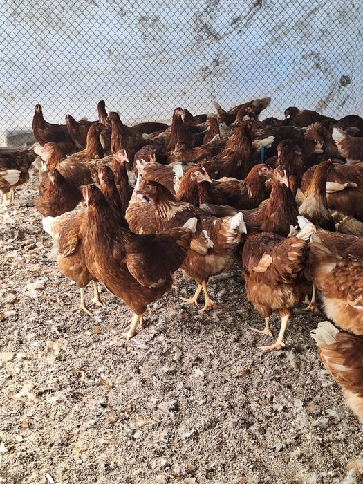 Несушки Ломан Браун