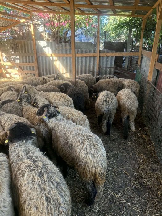 De vânzare berbecuți 70 de buc de la 40 la 60 de kg grasi ținuți pe stabulație