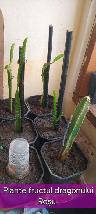 Fructul dragonului Roșu