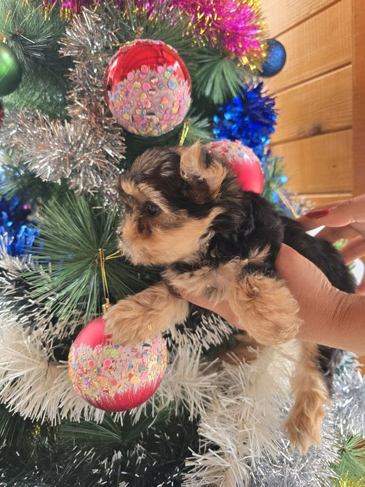 Мини йоркширски териер