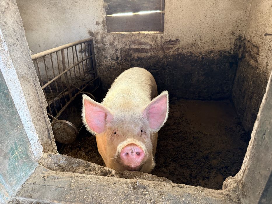 Женско прасе за празниците