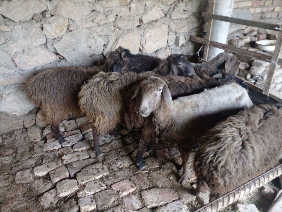 Кочкорлар сотилади