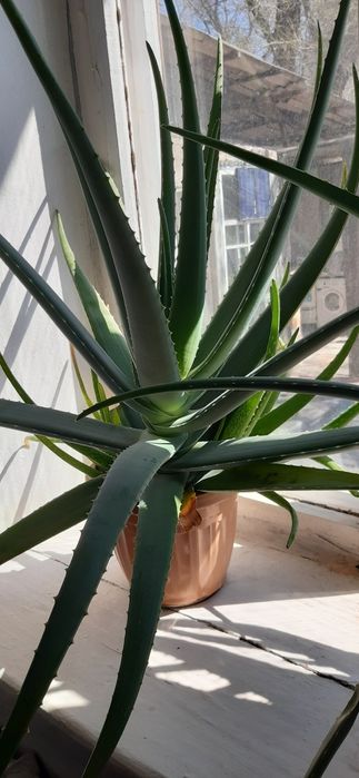 Продам два куста алоэ вера