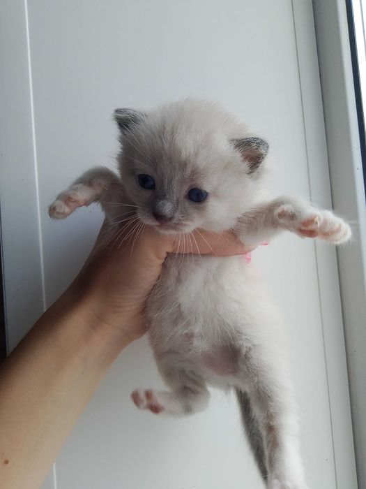 Маленькие котята
