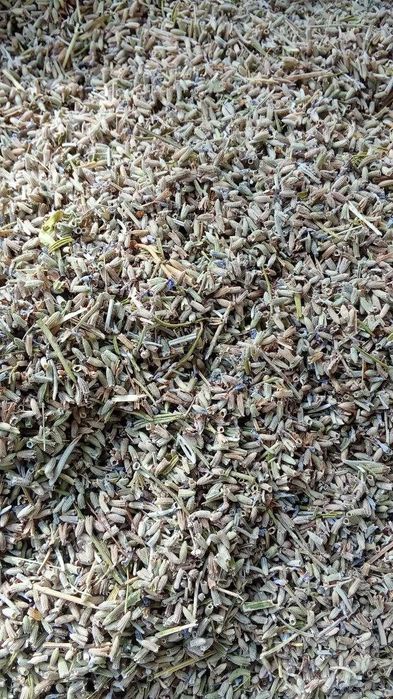 Лаванда Lavanda гули сотилади арзон