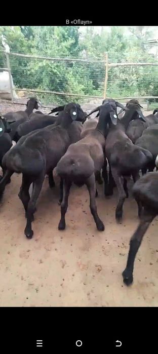 Qoʻzi  Qoʻchqorla  zoʻrlari bizda