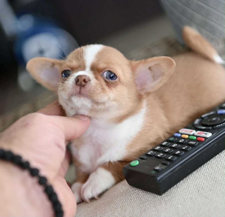 женско мини чихуахуа