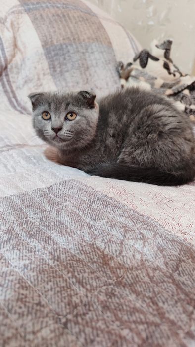Котята скоттиш фолд и страйт