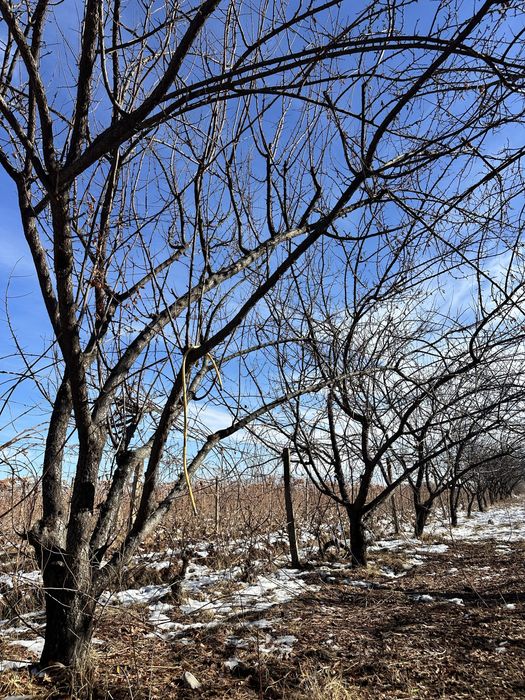 Daraxt sotiladi 200 ta sliva