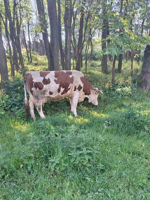 De vânzare trei vaci de ținut