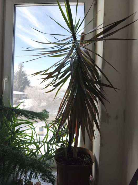 Продам комнатные цветы