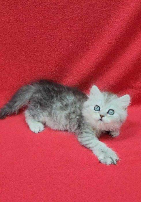 чистокровный котенок мальчик скотиш страйт хайленд серебристая шиншила