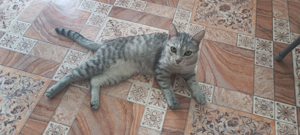 Отдам в хорошие руки
