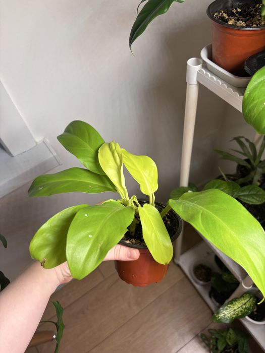 Филодендроны разные