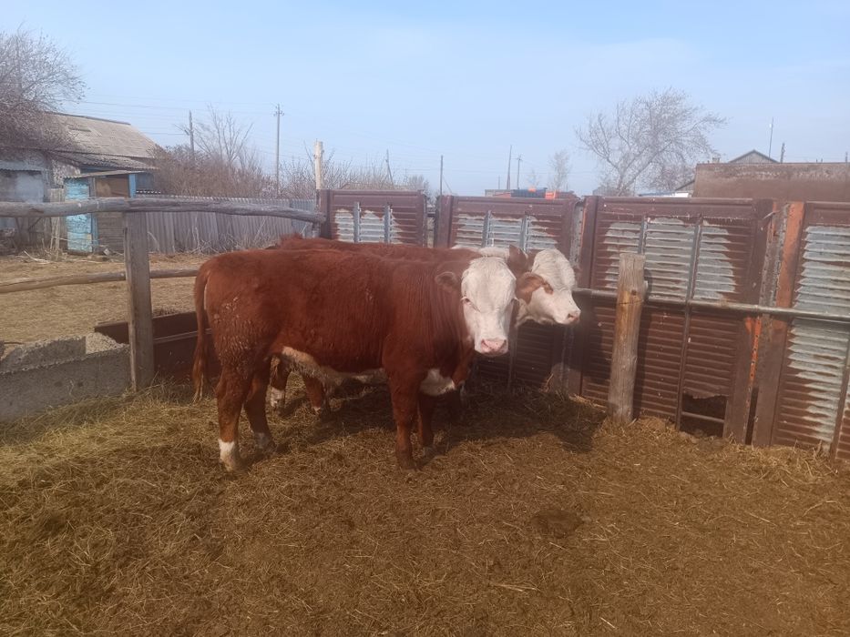 Бычки, быки, крс, молодняк откорм