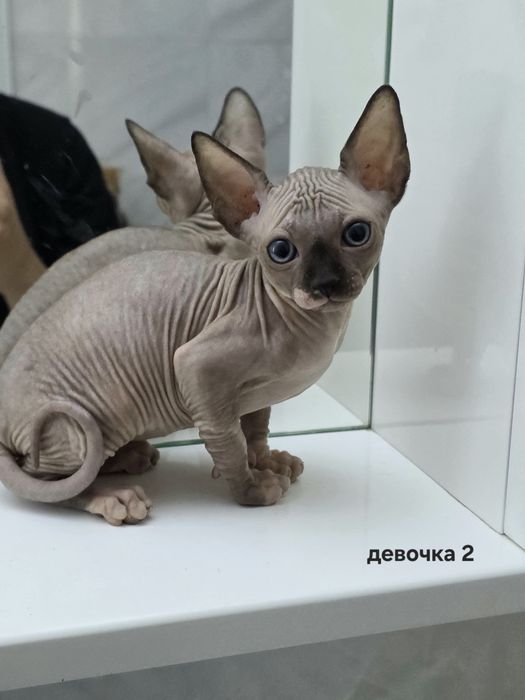 продам котят породы сфинкс