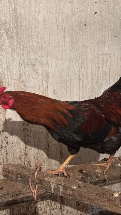 Продается петух